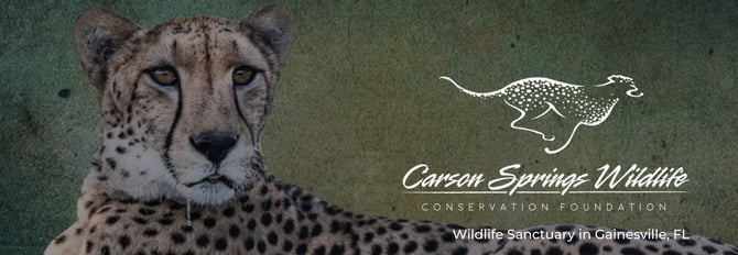 Big Cats, Primates, & Birds++! Carson Springs Wildlife Sanctuary