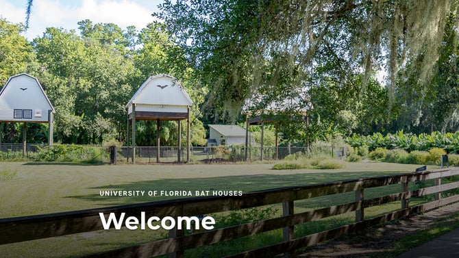 Go Batty in Gainesville! Visit the UF Bat Houses on UF Campus