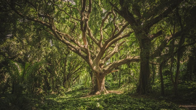 Sweetwater Preserve: A Shaded Trail in Gainesville, FL