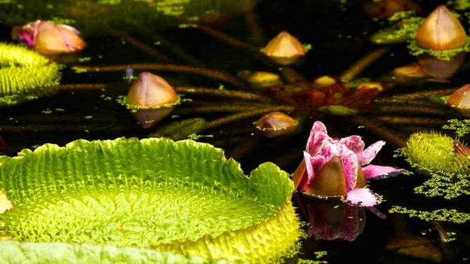 Things to Do in Gainesville: Kanapaha Botanical Gardens