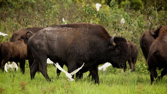 Paynes Prairie State Park