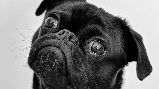 Pet-Friendly Places in Gainesville, FL: Things to Do with Dogs