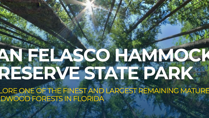 A Network of Shaded Trails: San Felasco State Park