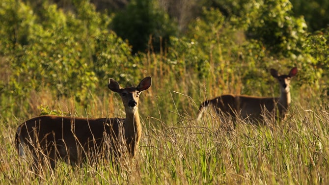 Things to Do in Gainesville, FL: Paynes Prairie State Park