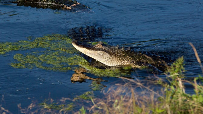 Sweetwater Wetlands Park: A Gainesville Nature Treat