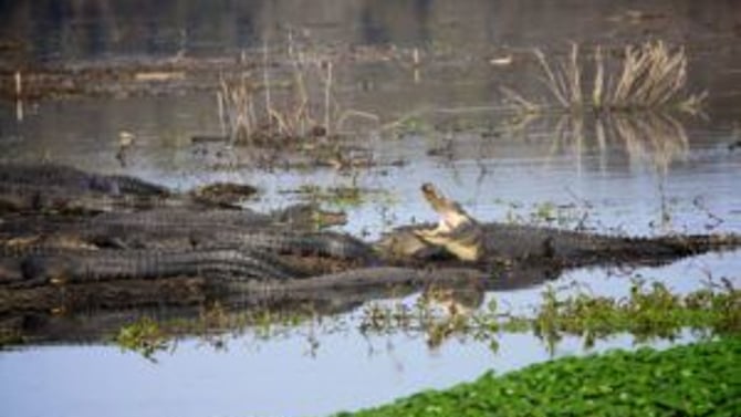 Discover Tranquility at Payne’s Prairie Preserve State Park