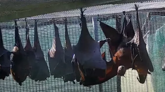 Lubee Bat Conservatory: Champions of the Night in Gainesville