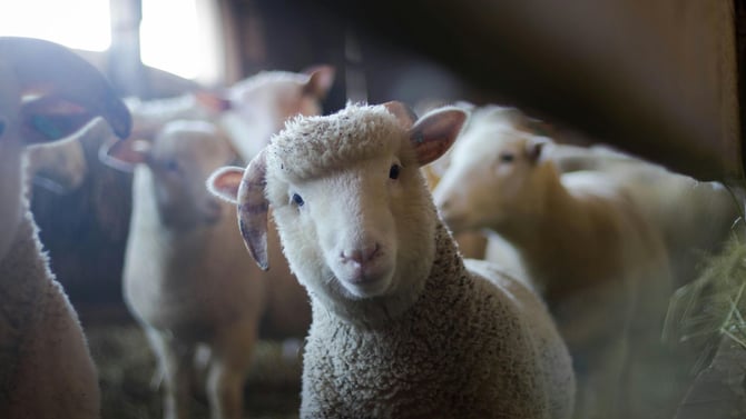 Barnyard Buddies at Morningside Nature Center: A Farm Adventure