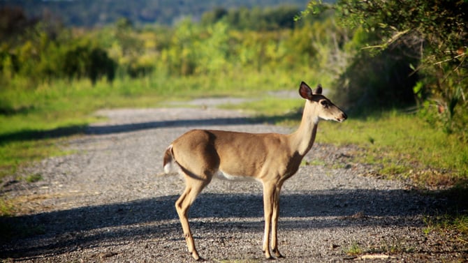Gainesville Itinerary for Nature