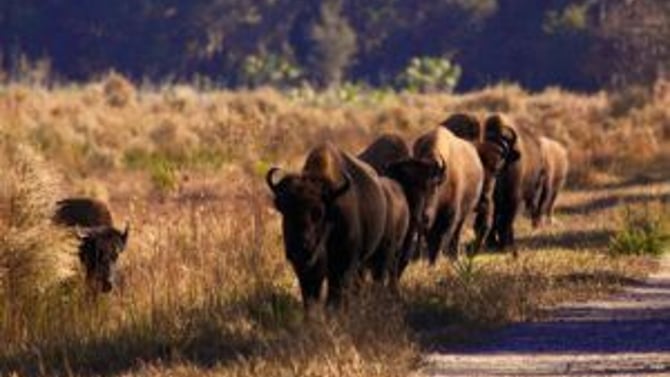 Paynes Prairie: Bison, Horses and Deer- Oh My!