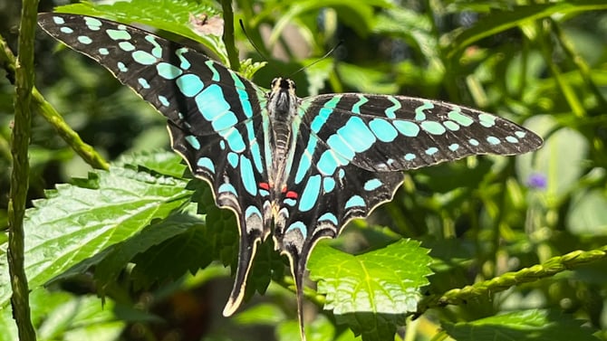 Things to Do in Gainesville, FL: Butterfly Rainforest