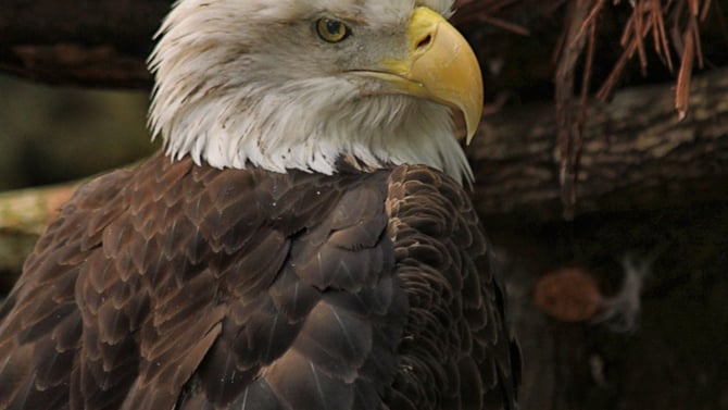 A Wild Oasis in Gainesville, FL: Santa Fe College Teaching Zoo