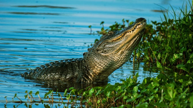 Things to Do in Gainesville: A Sweetwater Wetlands Adventure!