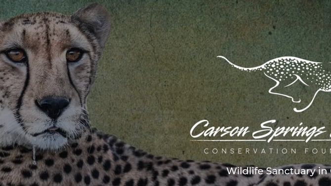 Big Cats, Primates, & Birds++! Carson Springs Wildlife Sanctuary